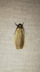 Eilema griseola