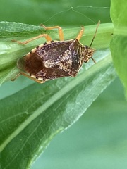 Podisus placidus