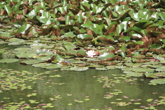 Nymphaea × marliacea