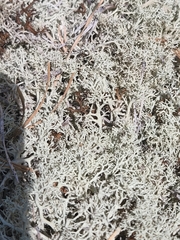 Cladonia submitis