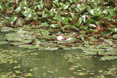 Nymphaea × marliacea