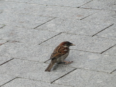 Passer domesticus