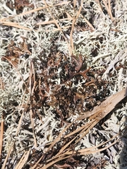 Cladonia submitis