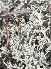 Cladonia submitis