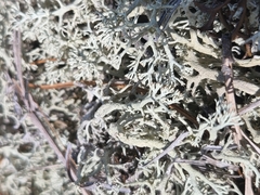 Cladonia submitis