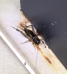 Svercacheta siamensis