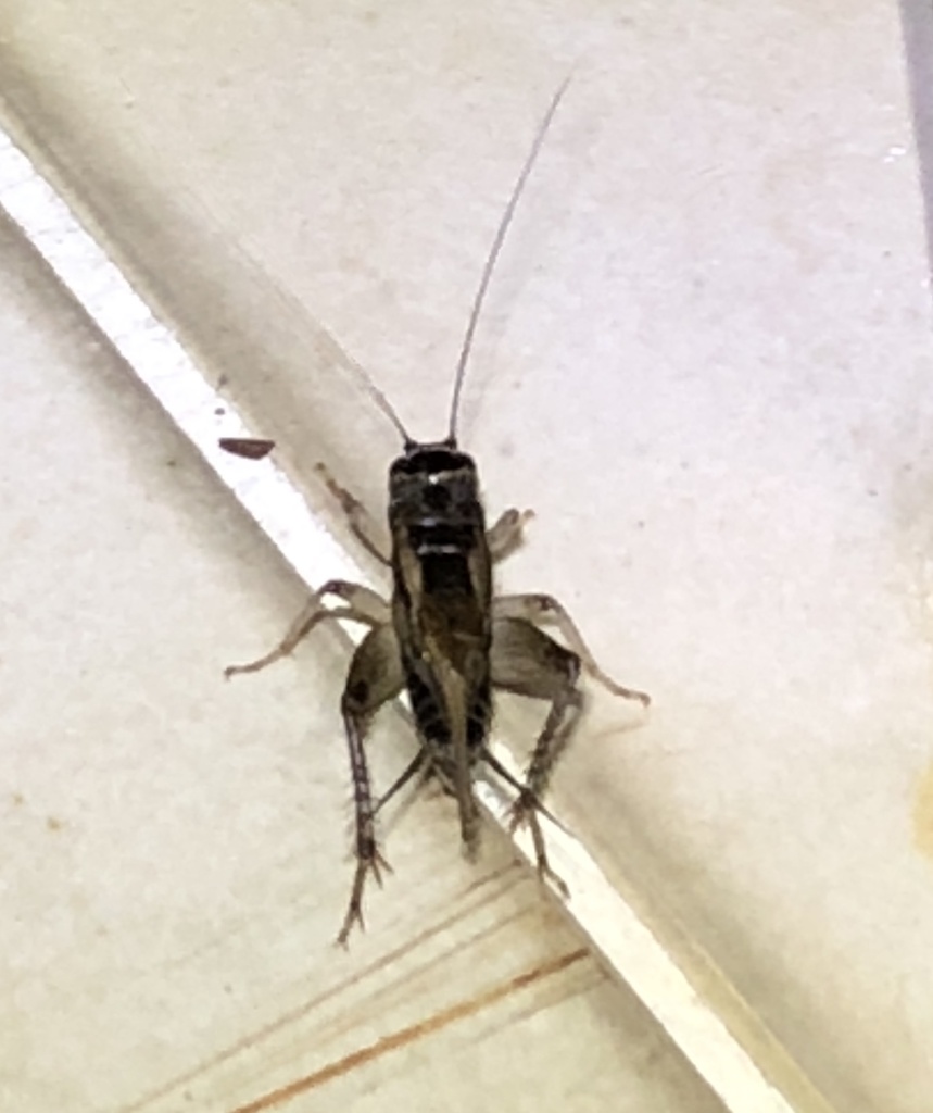 Modicogryllus