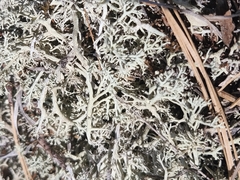 Cladonia submitis