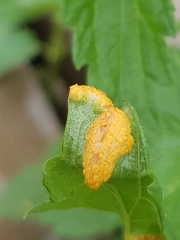Puccinia urticata