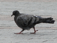 Columba livia
