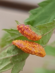 Puccinia urticata