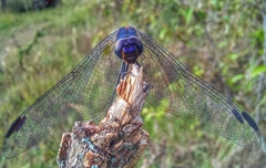 Trithemis furva
