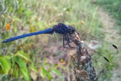 Trithemis furva