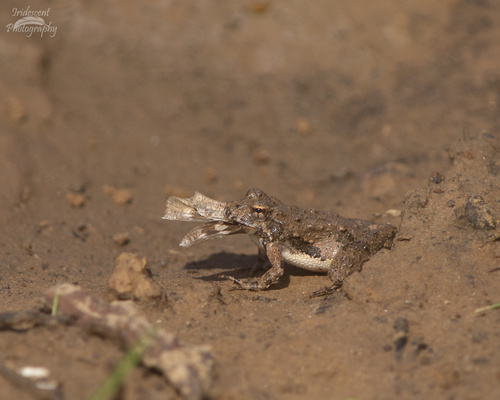 Blanchard's Cricket Frog photographed in Oklahoma