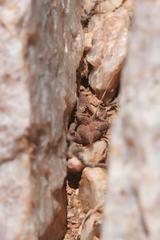 Haworthiopsis tessellata