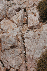 Haworthiopsis tessellata