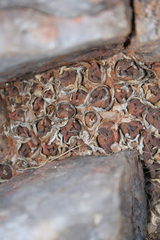 Haworthiopsis tessellata
