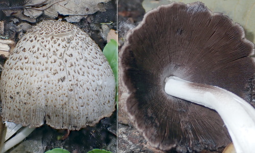 Coprinopsis romagnesiana