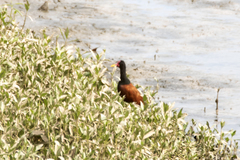 Jacana jacana