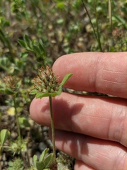 Trifolium striatum