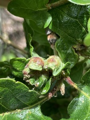 Neuroterus washingtonensis