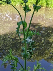 Sonchus asper