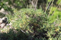 Astragalus aureus
