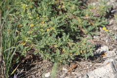 Astragalus aureus