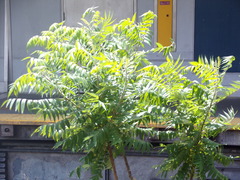 Ailanthus altissima