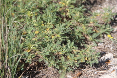 Astragalus aureus