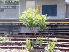 Ailanthus altissima