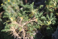 Astragalus aureus