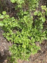 Toxicodendron diversilobum