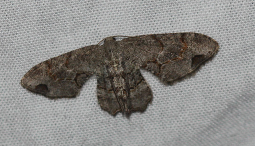 Callizzia amorata
