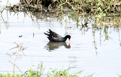 Gallinula galeata