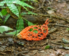 Clathrus cristatus