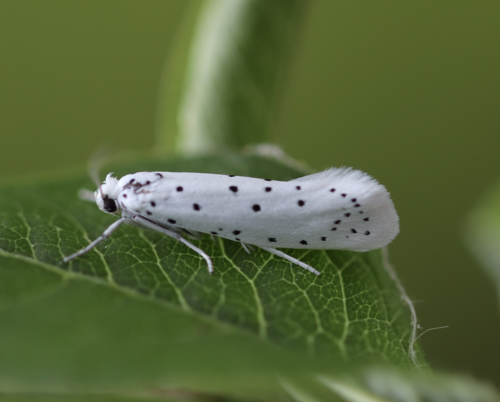Spindle Ermine