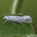 Yponomeuta padella - Photo (c) Jason Grant, some rights reserved (CC BY), uploaded by Jason Grant