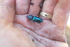 Selatosomus semimetallicus