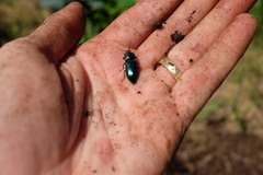 Selatosomus semimetallicus