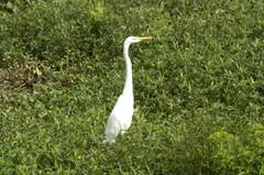 Ardea alba