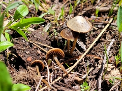 Psathyrella seymourensis
