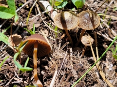 Psathyrella seymourensis