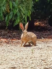 Lepus capensis