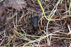 Carabus carinthiacus