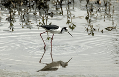 Himantopus mexicanus