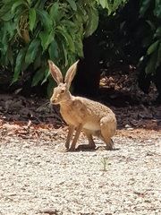 Lepus capensis