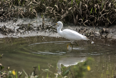 Egretta thula