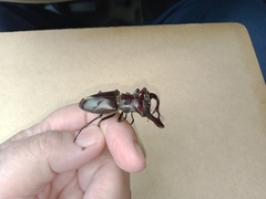 Lucanus elaphus