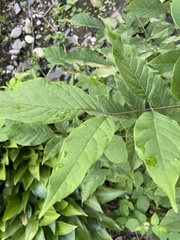 Fraxinus americana